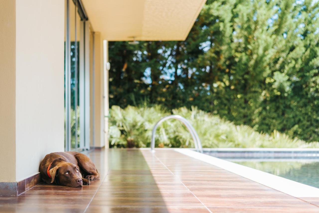 Ap Lago Montargil - Conference & Spa エクステリア 写真 The photo shows a brown dog lying on a tiled patio beside a swimming pool. The patio is partially shaded by a modern building, and there are green trees visible in the background, indicating a pleasant outdoor setting. The dog appears relaxed and is 